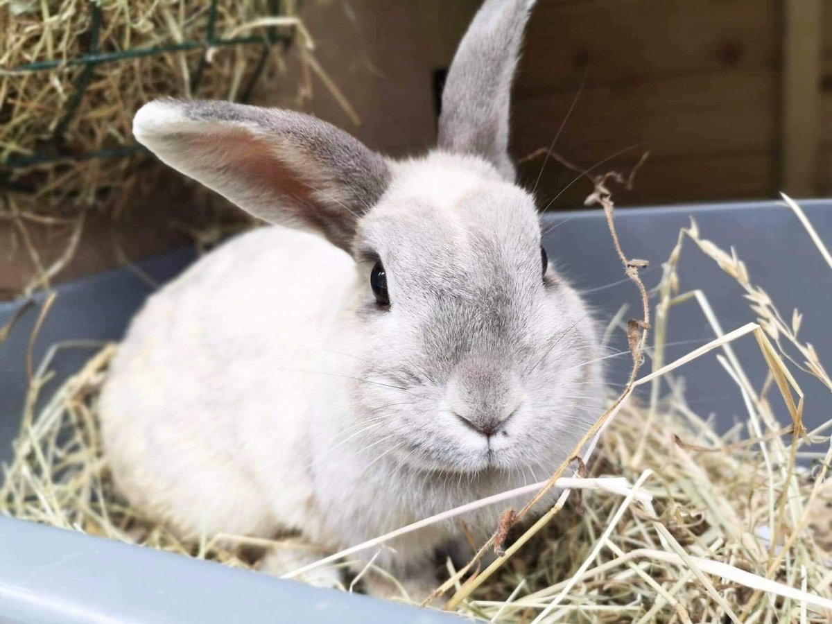 HelpAnimals25's tweet photo. This is Beryl cared for by @TeamNibbles. She is looking for a home with an existing neutered male.
Find out more here:
https://t.co/GUKpqtS8Ie
You can find Nibbles Rodent and Rabbit Rescue on our #onevoiceforanimals database under Pembrokeshire at https://t.co/HizGDxVTMx https://t.co/xKZGG751jX