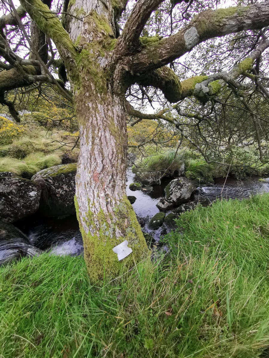 SophieAmandaH's tweet image. So we came across a plaque on a tree in #Dartmoor (in the middle of a little river island) and I wondered if anyone knew what it was about? It says 'Uptons Revenge'.