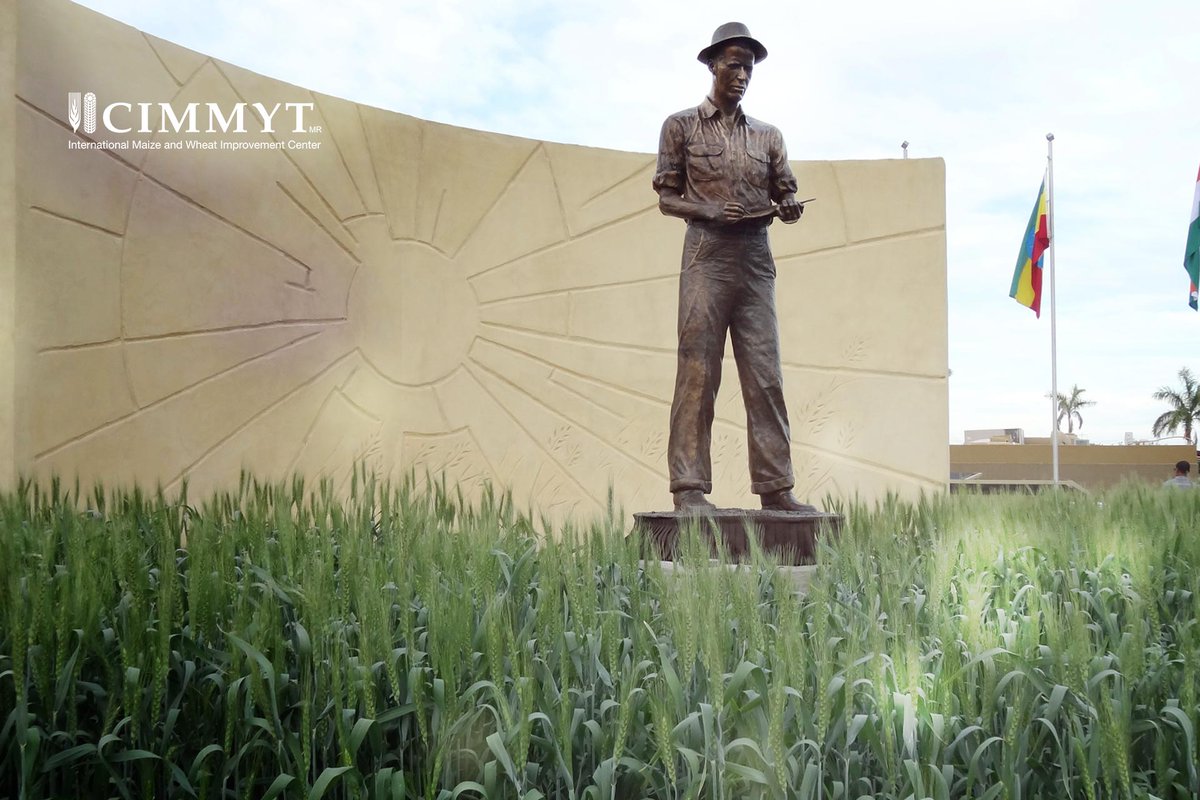 bramaccimmyt's tweet photo. Hace 11 años falleció el Dr. Norman E. Borlaug. Hoy celebramos su legado de vida, y su forma inspiradora de construir soluciones transformadoras escuchando atentamente y prevenir una crisis mayor. Este es un tiempo perfecto para honrarlo usando la agricultura como fuente de paz. https://t.co/aovmsJ7QCB
