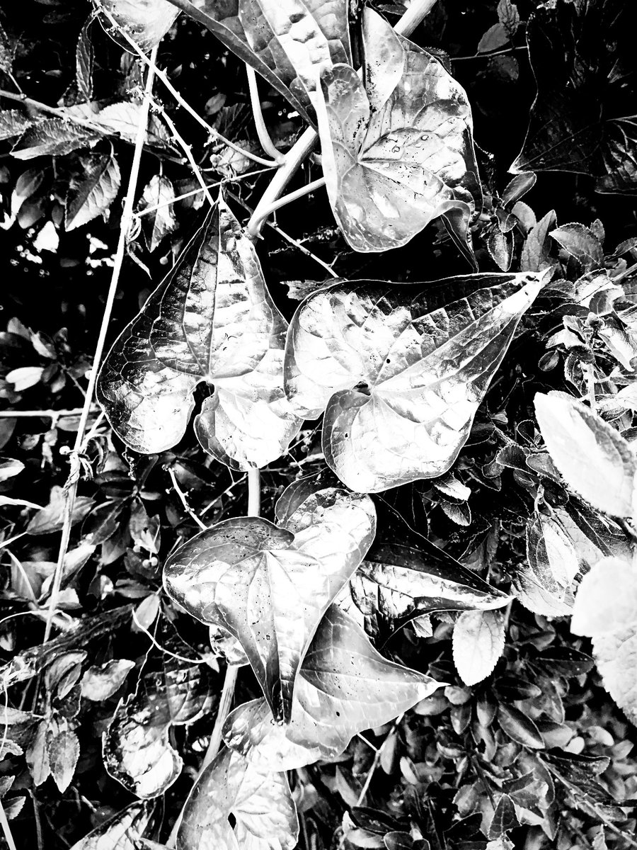 Menage a trois, de plantes (plants getting it on...)

#plants #nature #photography #naturephotography  #blackandwhitephototgraphy