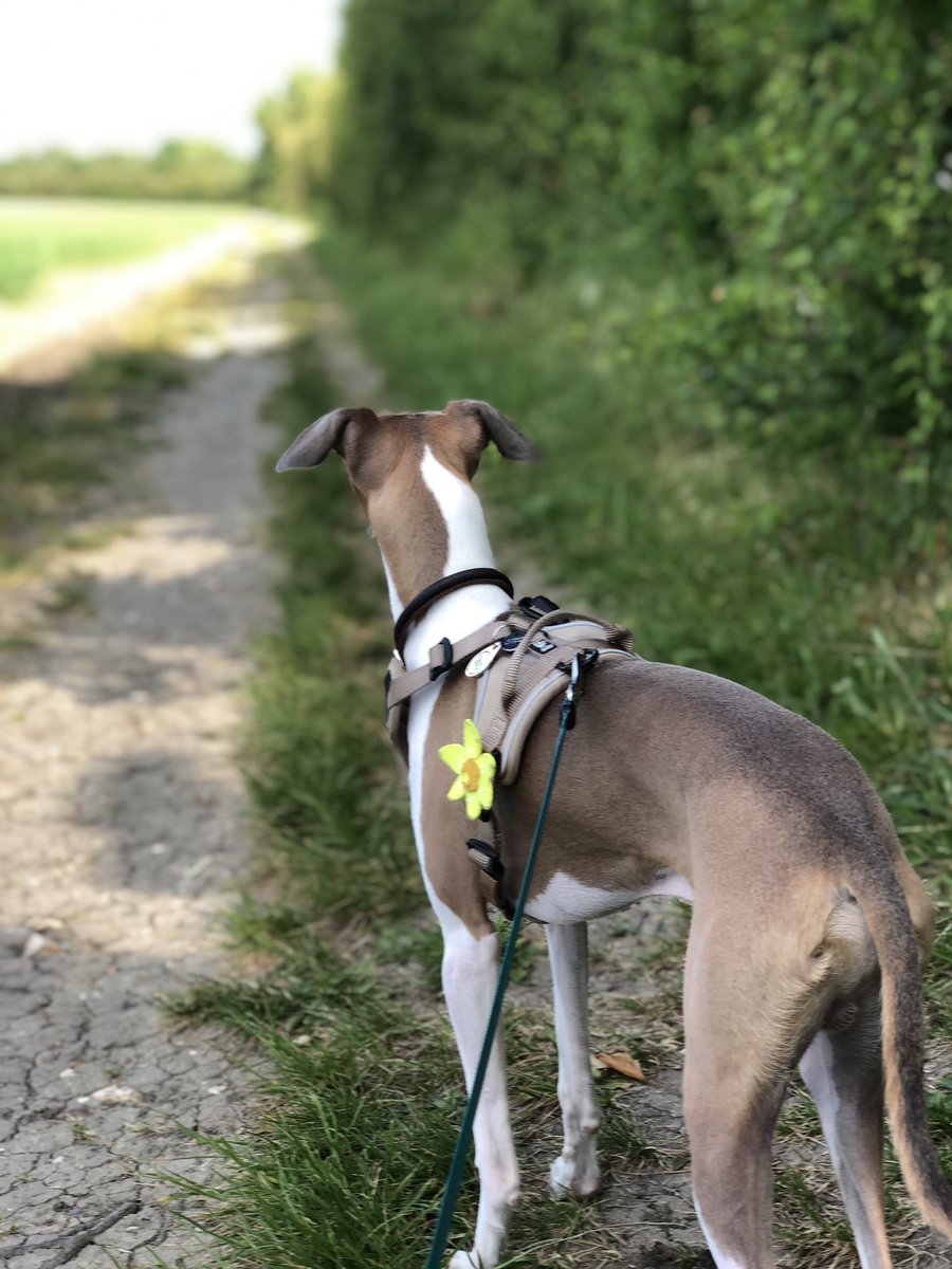 KWHPublishing's tweet photo. @butchersdogfood @Big_DogWalk Chico is somewhat of a #lockdownpup who is now getting out beyond the countryside walks & experiencing the wider world. The countryside saved both our sanities this spring & summer!
He is currently raising money for @dotslondon by 👣🐾 the #WorldBigDogWalk this September. https://t.co/MKSCTXQXCV