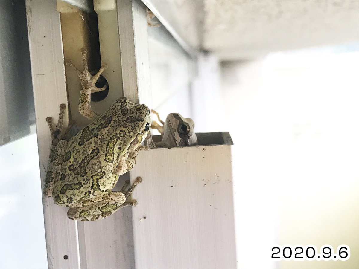 ナツメグ Natsumeg M Twitter