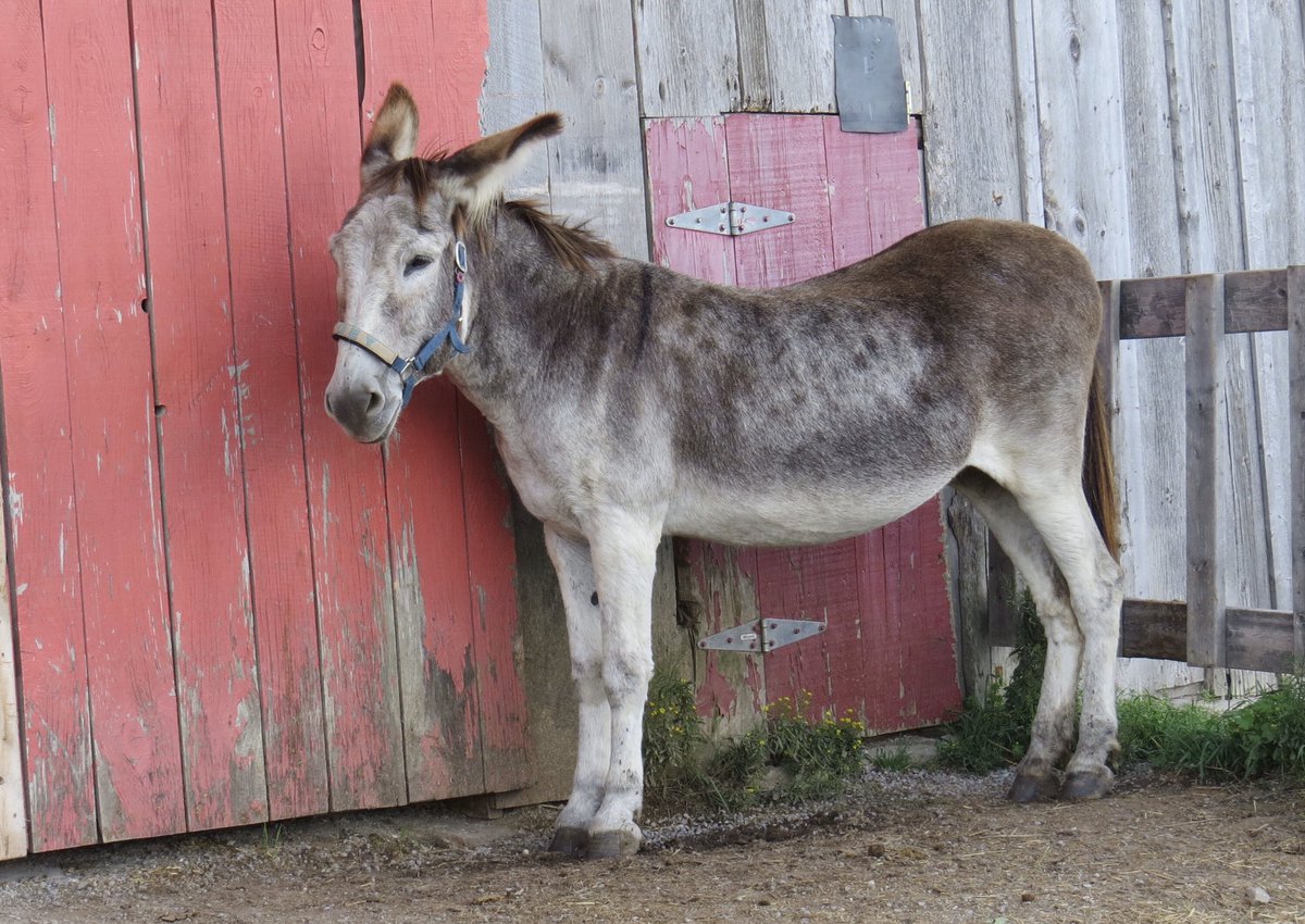 PrimRosedonkey's tweet photo. Donkey Fact
Donkeys are mistakenly thought to be stubborn animals.
They arenโt stubborn. They are thoughtful and cautious.
If a donkey doesnโt want to move, they have a reason.
You may not know the reason, but there is one.
#donkeyfact
#donkey
#Joey https://t.co/kcsWEXutp7