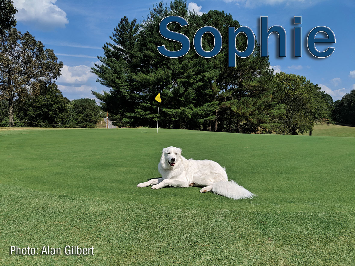Golfdom's tweet photo. Heeeeeeeere's Sophie! Thanks @CMGC_Golf, for sharing this great shot and thank you to @RainBirdGolf and @JohnDeere for sponsoring our #UnderdogsOfTurf.

Submit your dog for our 2021 calendar: https://t.co/yGMEvolkJV 

(Photo: Alan Gilbert) https://t.co/RdM3u3WoB5
