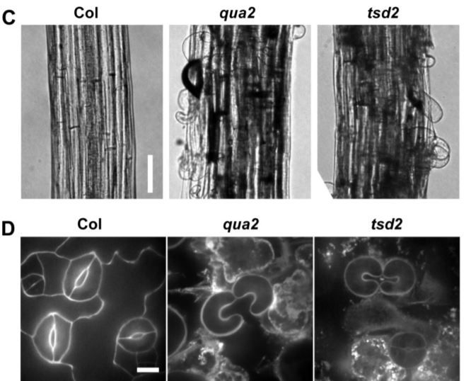 plantae_org's tweet photo. The Plant Cell:  Mutations in the Pectin Methyltransferase QUASIMODO2 Influence Cellulose Biosynthesis and Wall Integrity in Arabidopsis thaliana #CellWalls #Biosynthesis #CellExpansion #PlantBiology #PlantSci https://t.co/tsFMtjyWlo https://t.co/kQ68TXATo5