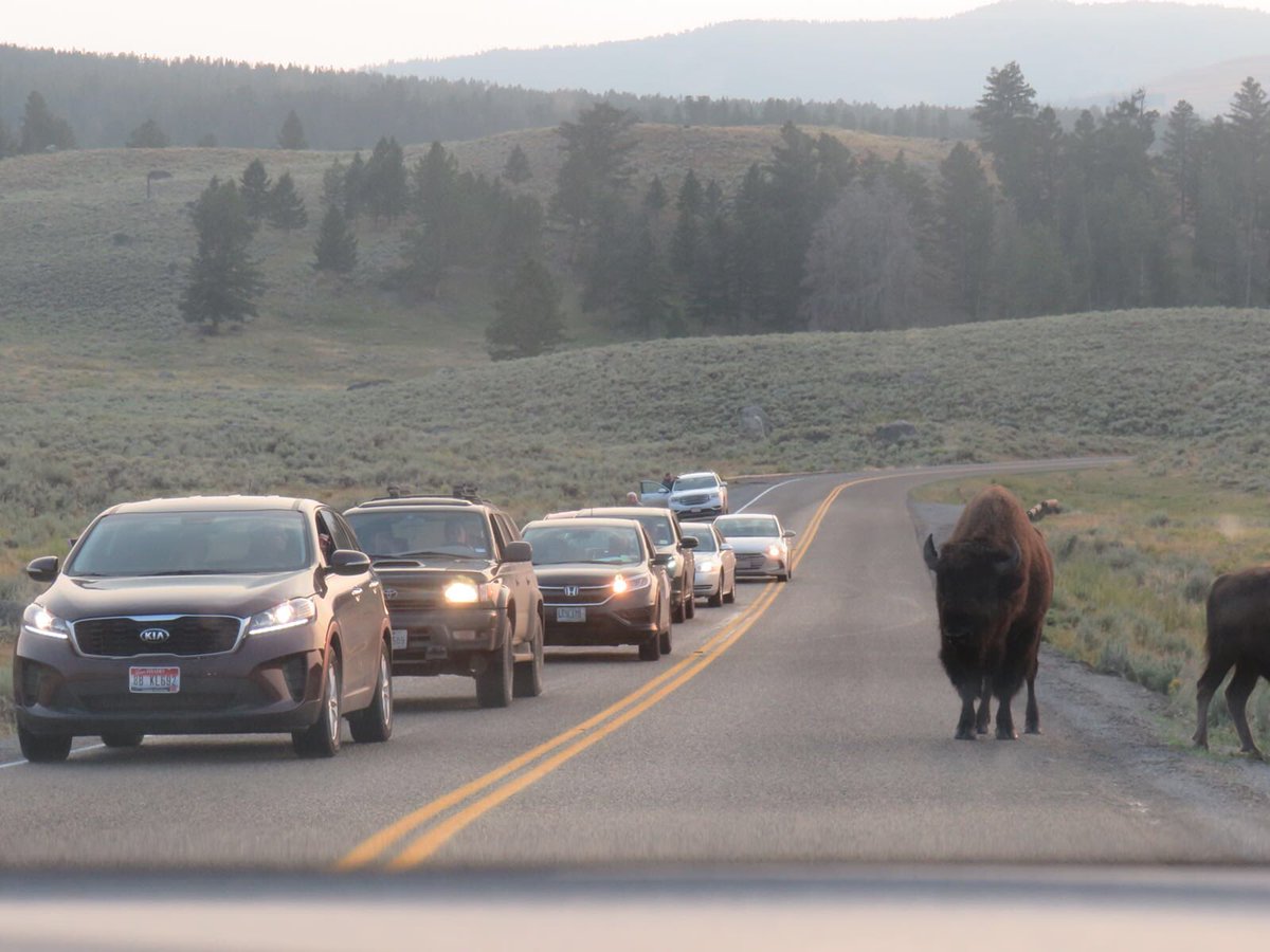 onetripbeyond's tweet photo. Bison jam in Yellowstone National Park 🏞 Lucky we weren’t in a rush 🇺🇸 🐃 🚗 ⛺️

#Yellowstone #Wyoming #Bison https://t.co/YBvyGe89lo