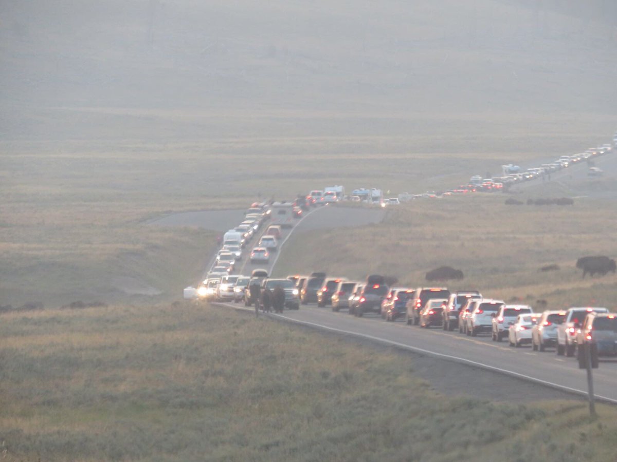 onetripbeyond's tweet photo. Bison jam in Yellowstone National Park 🏞 Lucky we weren’t in a rush 🇺🇸 🐃 🚗 ⛺️

#Yellowstone #Wyoming #Bison https://t.co/YBvyGe89lo