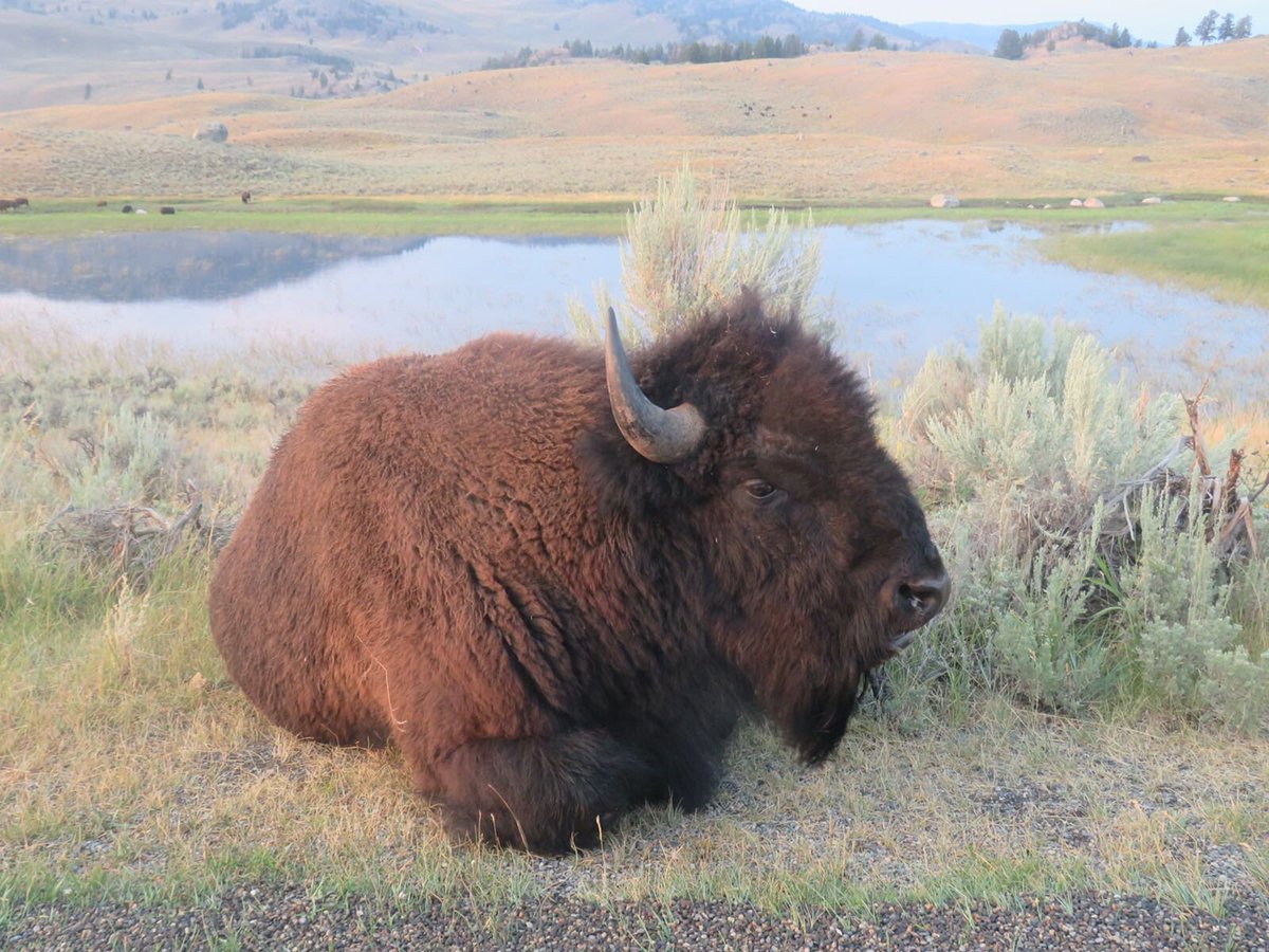 onetripbeyond's tweet photo. Bison jam in Yellowstone National Park 🏞 Lucky we weren’t in a rush 🇺🇸 🐃 🚗 ⛺️

#Yellowstone #Wyoming #Bison https://t.co/YBvyGe89lo