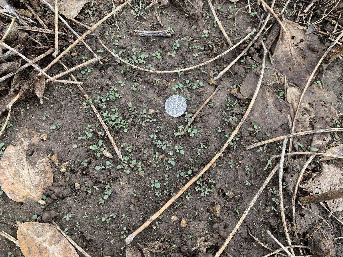 Rodrigo Werle tweet media