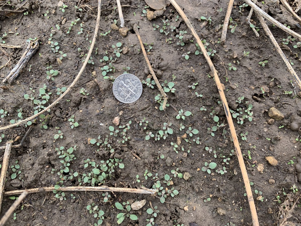 Rodrigo Werle tweet media