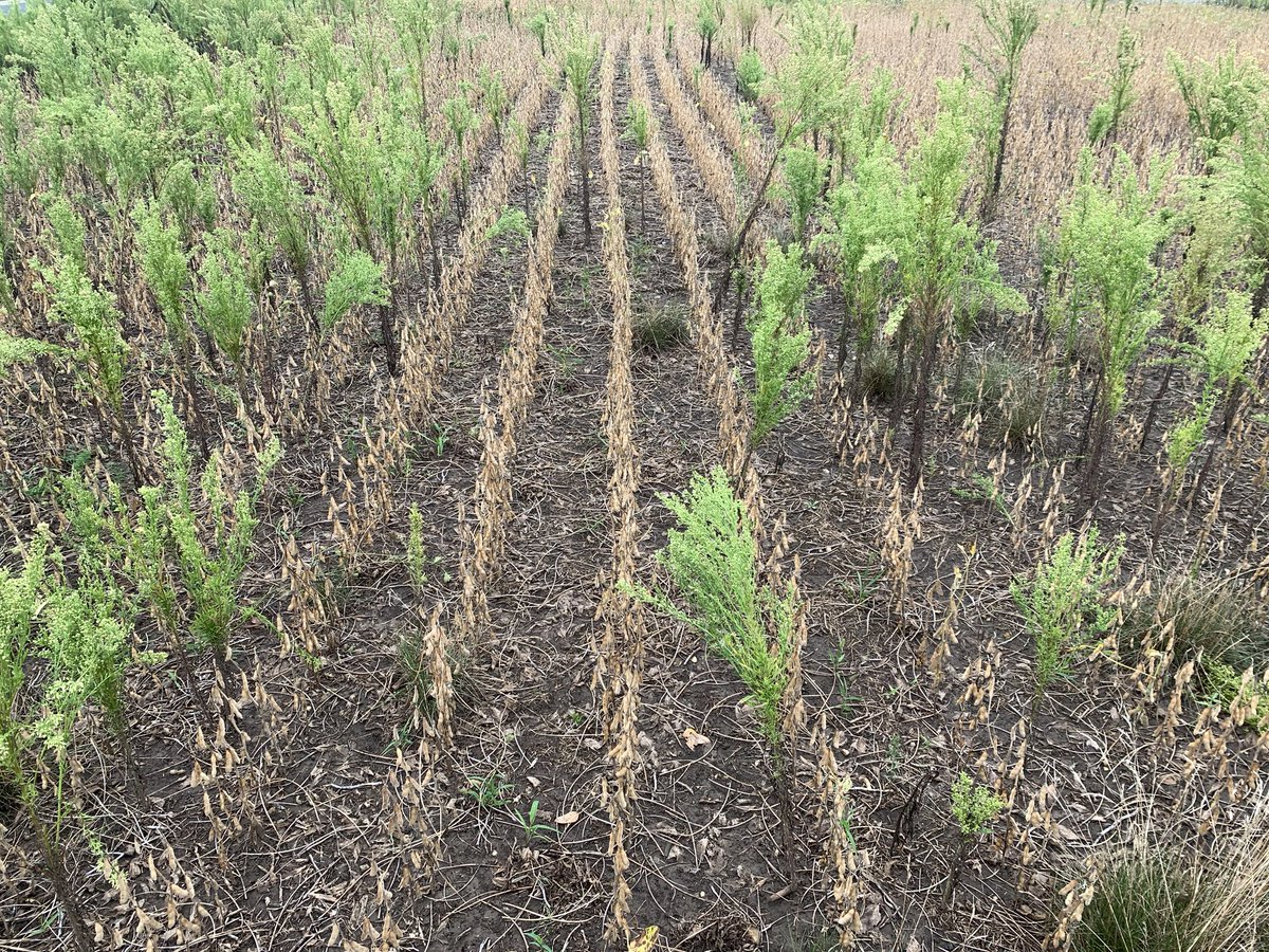 Rodrigo Werle tweet media