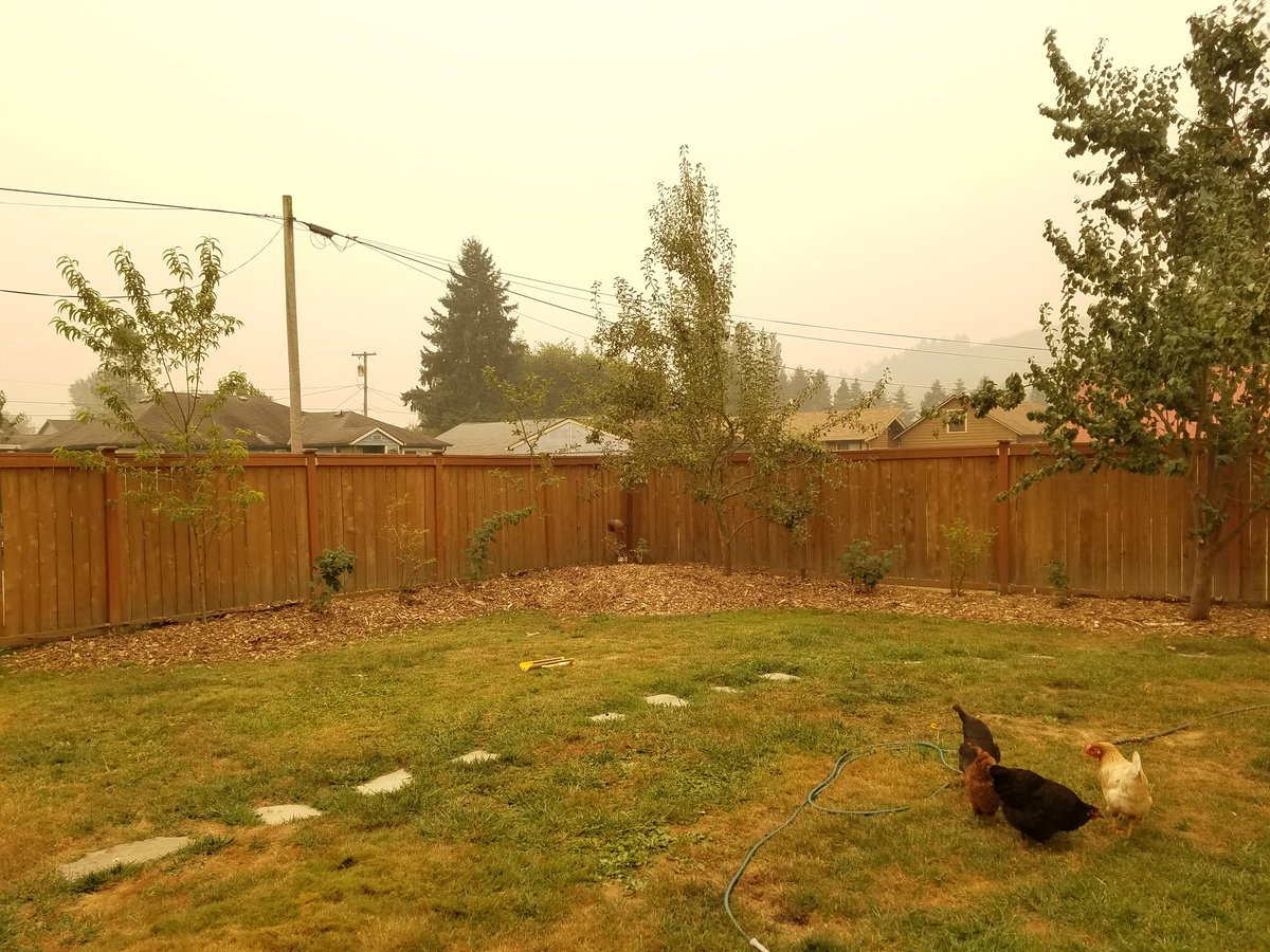 PredatorMinute's tweet image. Everything outdoors looks like it has the sepia filter on. (Carnation, WA)