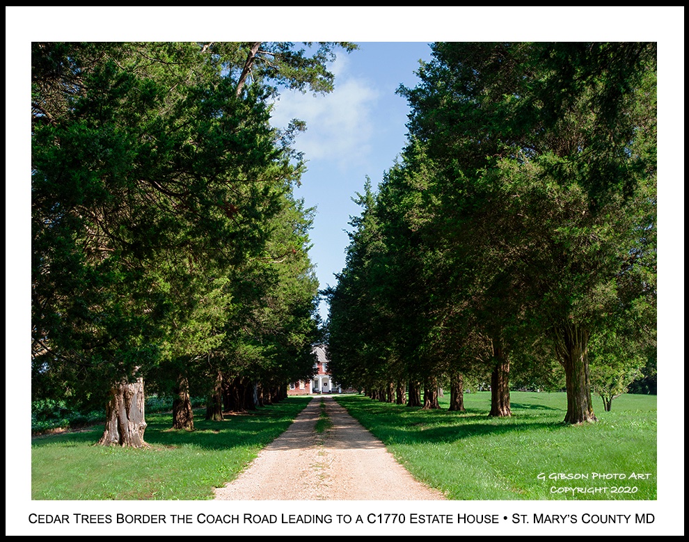 CuratorOfTheBay's tweet photo. Mature #Cedar #trees border the original #Coach #road leading up to a c.1770 #estate house as depicted on a September Saturday afternoon in northern St. Mary's County #Maryland,

Glenn https://t.co/vvz80JAlHU