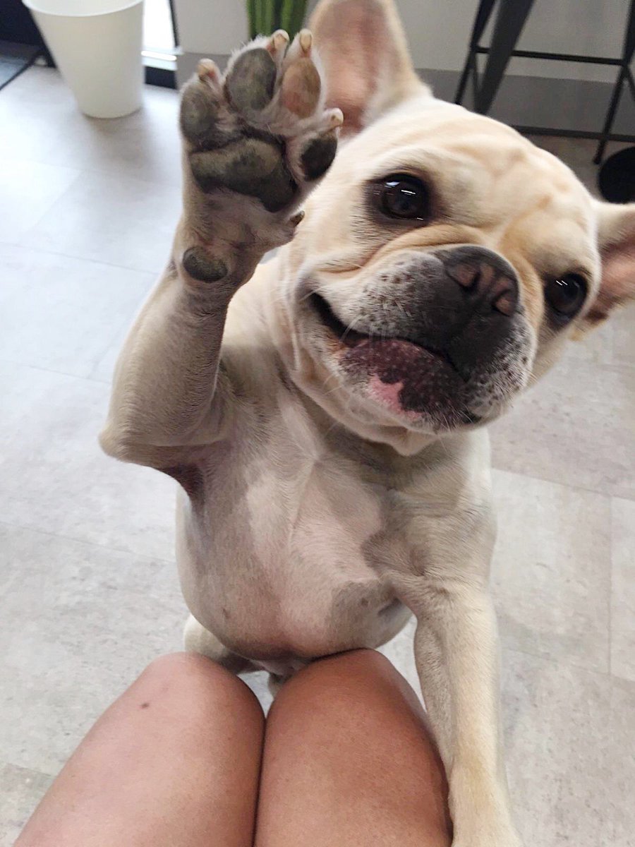ToothBoothMain's tweet photo. Bodhi connecting with one of our patients by offering a high paw 🐾 
.
.
#mascot #mascotlife #frenchiebodhi #frenchbulldog #dogsofinstagram #dentaloffice #vancouverbc #vancouverdentists #mainstreetvancouver #yvrdentist #newpatientswelcome https://t.co/qybDUQnYAq