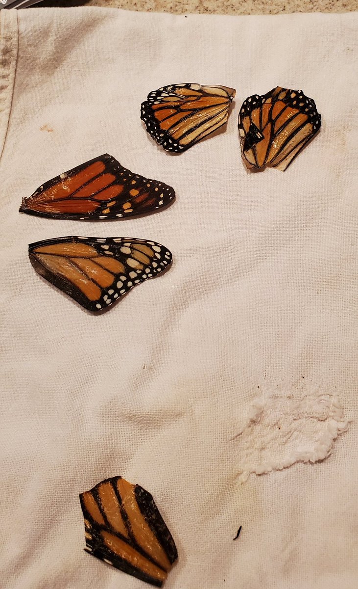 LoraKaelber's tweet photo. Butters, aka Lieutenant Dan, got new wings today. I'm not sure he'll fly again. The new wings were beat up to start.  But we'll let em dry overnight and try in the living room tomorrow. He's eating, so it's a good sign the operation didn't traumatize him. 

#monarch #wingrepair https://t.co/bkqTT4dWWJ