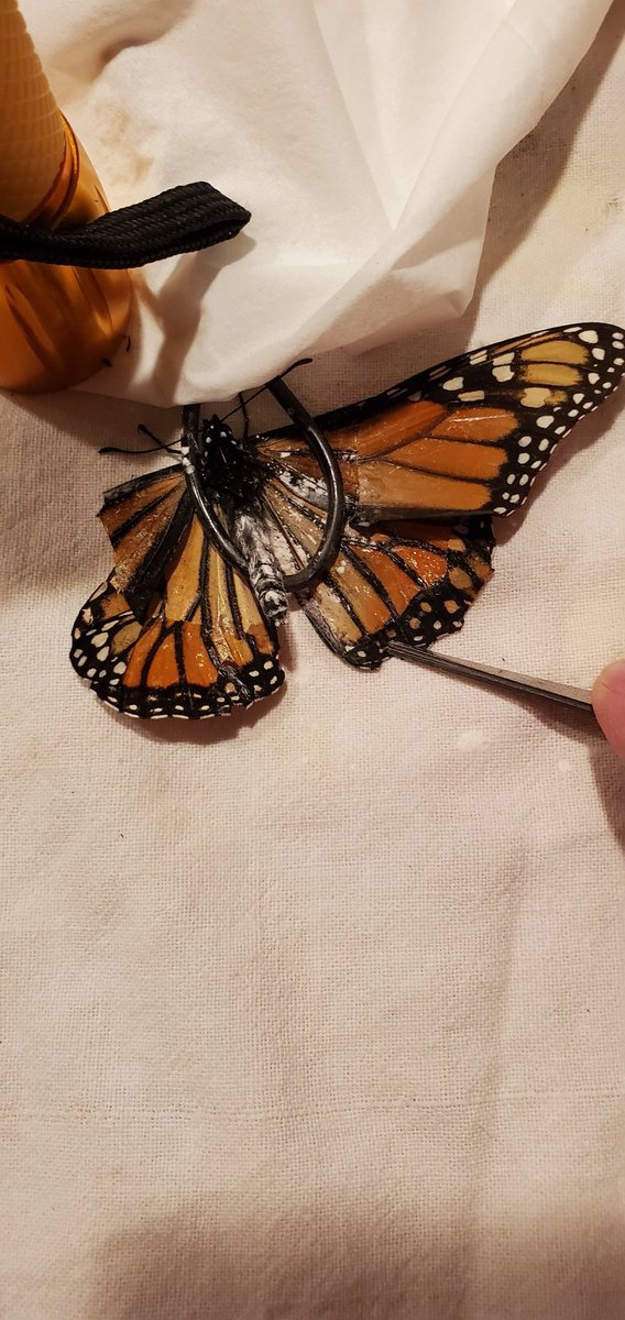 LoraKaelber's tweet photo. Butters, aka Lieutenant Dan, got new wings today. I'm not sure he'll fly again. The new wings were beat up to start.  But we'll let em dry overnight and try in the living room tomorrow. He's eating, so it's a good sign the operation didn't traumatize him. 

#monarch #wingrepair https://t.co/bkqTT4dWWJ