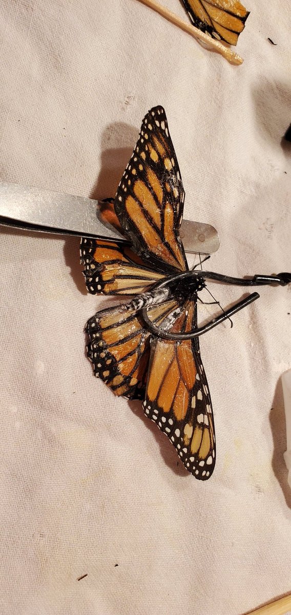 LoraKaelber's tweet photo. Butters, aka Lieutenant Dan, got new wings today. I'm not sure he'll fly again. The new wings were beat up to start.  But we'll let em dry overnight and try in the living room tomorrow. He's eating, so it's a good sign the operation didn't traumatize him. 

#monarch #wingrepair https://t.co/bkqTT4dWWJ