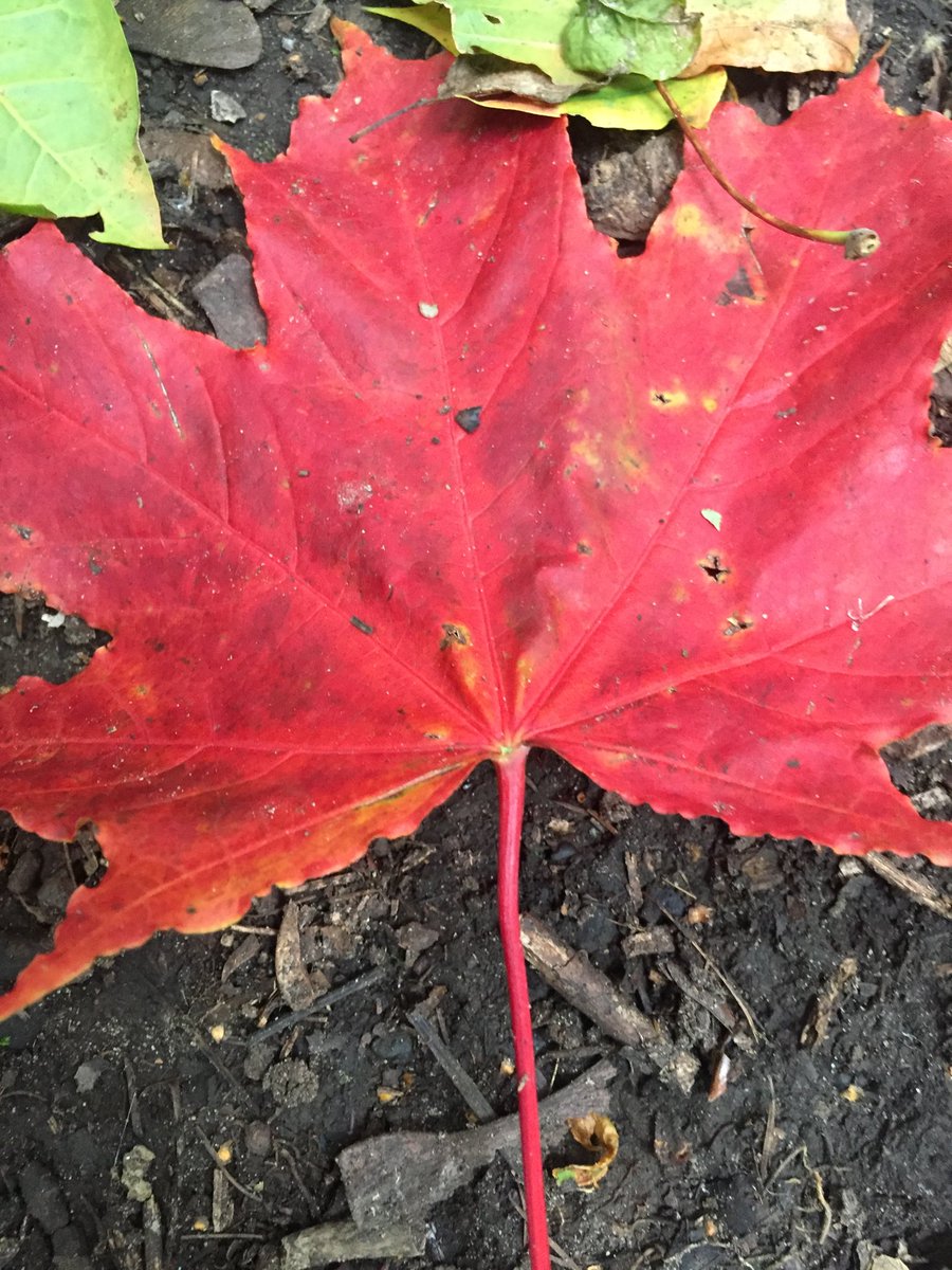 janicemparker's tweet photo. Hello autumn, here’s to sharing some good days together. Touched by unexpected things #lovingnature #missingfolks https://t.co/lKHnML7SOs