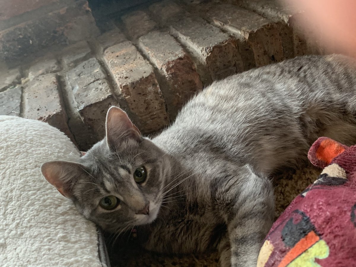StonedLet's tweet photo. “She’s adorable!”                                   #cats #Adorable #demon #scared #funny https://t.co/YF95Kqp8dm