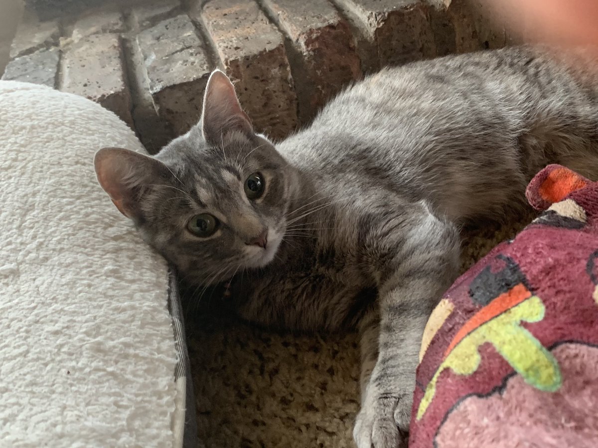 StonedLet's tweet photo. “She’s adorable!”                                   #cats #Adorable #demon #scared #funny https://t.co/YF95Kqp8dm