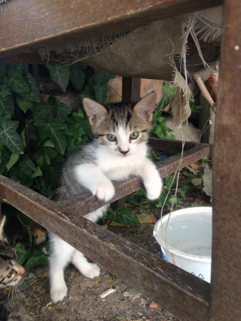 hayhaksaygi's tweet photo. Durmuş bekliyor öyle 🤗
Ömürlük yuva bekliyor.
Yuva hayat kurtarır. Ankara’da yuva arıyoruz tatlı yavrumuza. 506 948 1407 https://t.co/SYZM9f2CPF