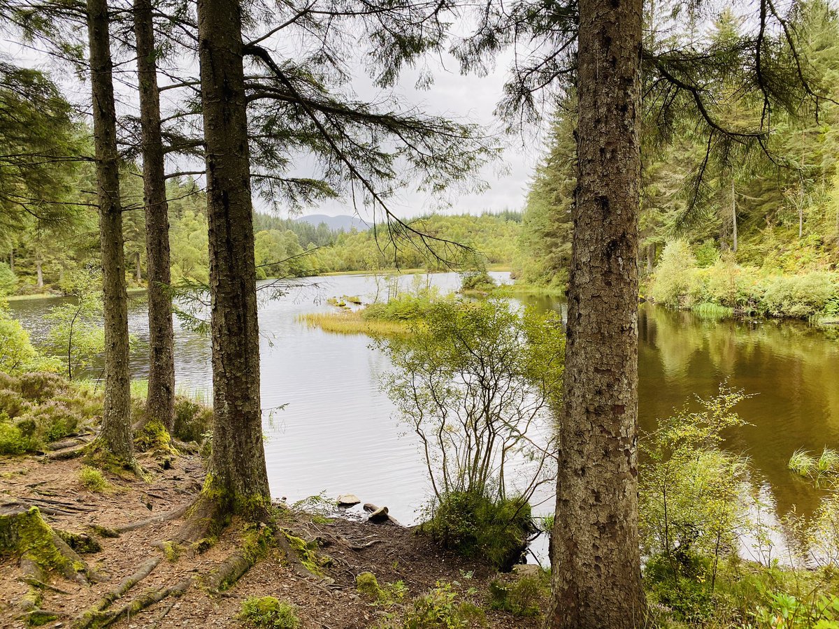 allisonl's tweet image. 16km circular around #LochArd #Trossachs on a rainy day