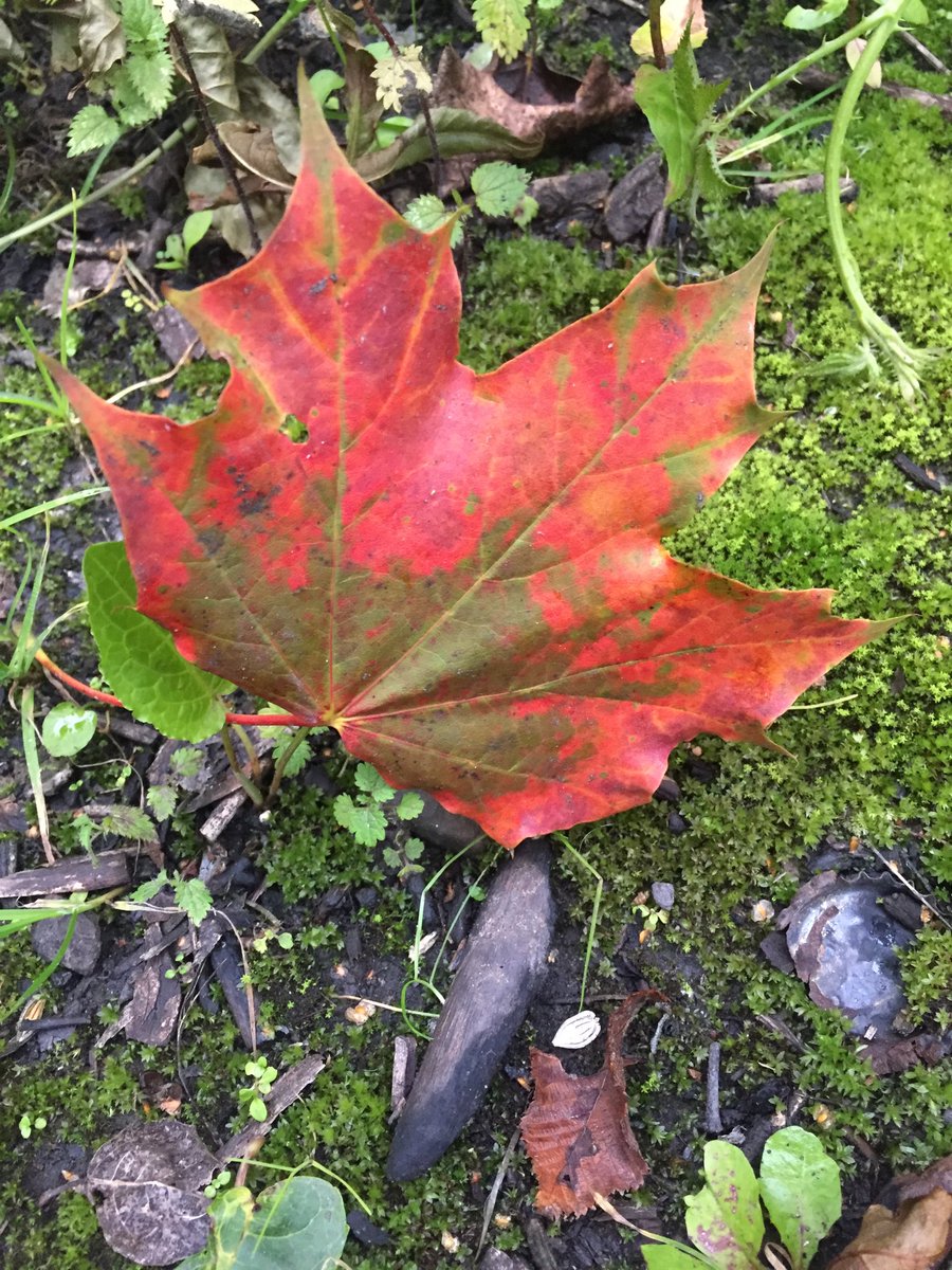 janicemparker's tweet photo. Hello autumn, here’s to sharing some good days together. Touched by unexpected things #lovingnature #missingfolks https://t.co/lKHnML7SOs