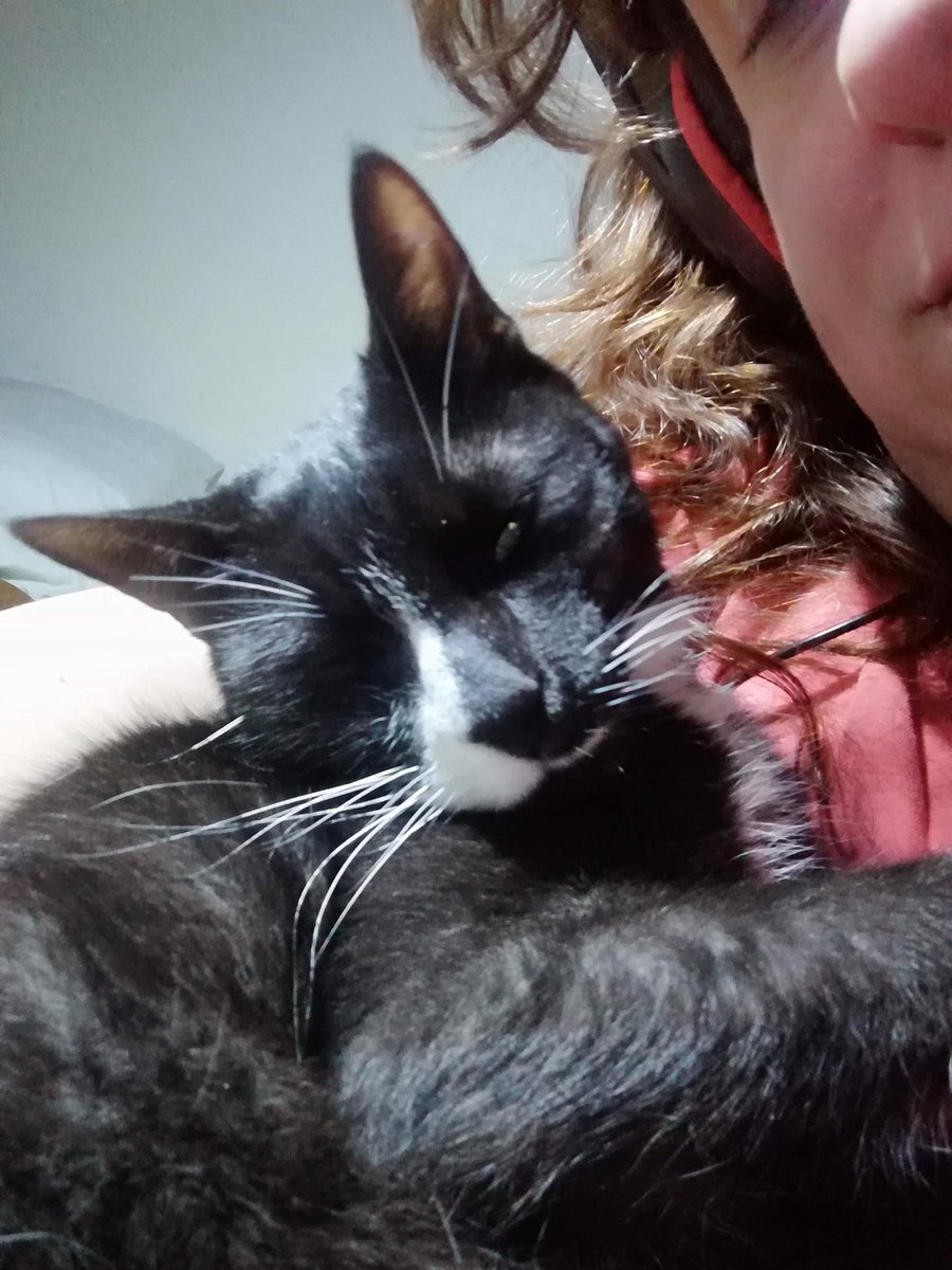 Delia_Morelli's tweet photo. Gracias @master_039 por el homenaje a Marcus, seguro desde donde esté, se remoja los bigotes en las jarras de cerveza, que por cierto le encantaba!!! 😻😻 https://t.co/fy5FuKNWe9
