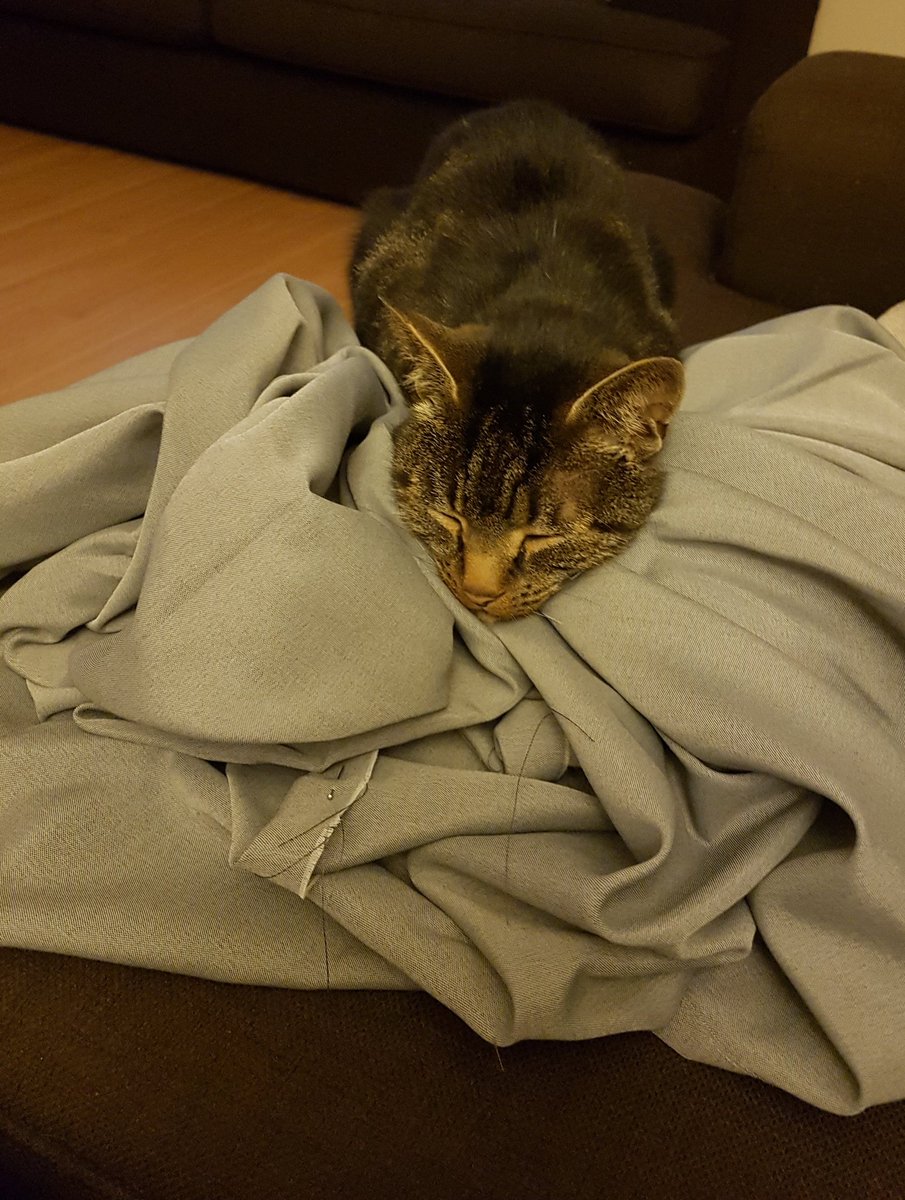 ktp_kate's tweet photo. #Restday because I couldn't be bothered 😉
Finally got around to shortening my dining room curtains, but it took longer than it should 🤔 #Reggie had other ideas 🙄
#ThisisMe ❤
#nonrunningpost 😳
#CuteCats
#easynight https://t.co/gxAsCECo6M