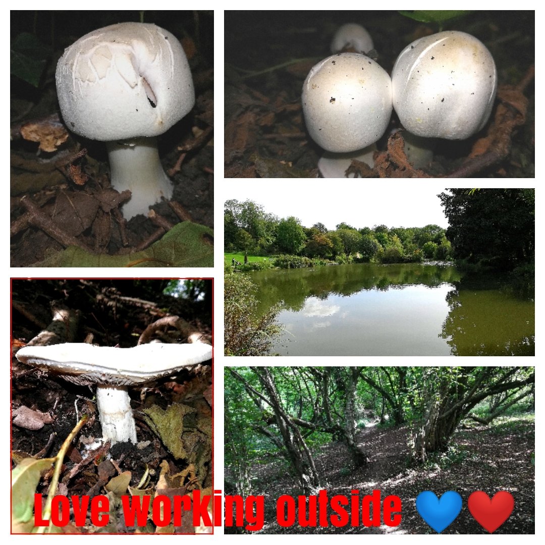 KKingsbeer's tweet photo. Not going to lie, love my 2nd job. Love love love working outside. #loveworkingoutside #lovewhereilive #naturehealsthesoul💚💚 https://t.co/yWMzKwxDXt