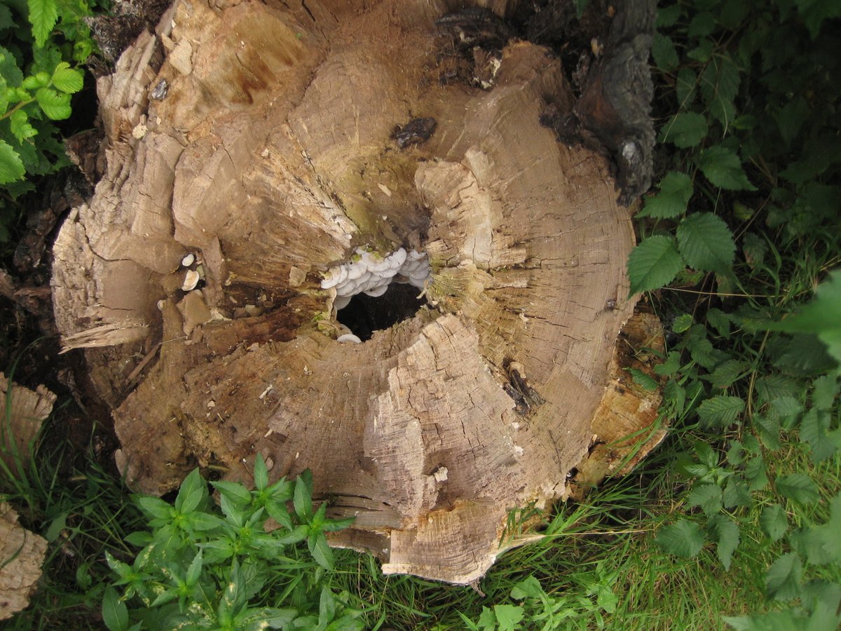 treeruss's tweet photo. More Elm brackets. #Rigidoporus ulmarius magic.
Fruiting on mass inside dead Wych elm stump.
Check out those orange tubes contrasting with white trama. Great ID feature for Ru. Dull brown tubes and grey trama in Perenniporia.
#TreeFungi #BracketFungi #SecretWorlds #TreesRMagic https://t.co/UC43rMAtr9