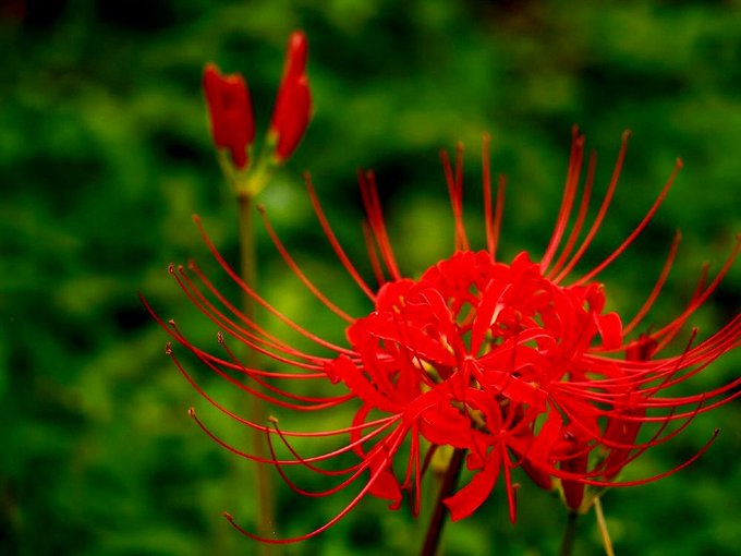 彼岸花のtwitterイラスト検索結果 古い順