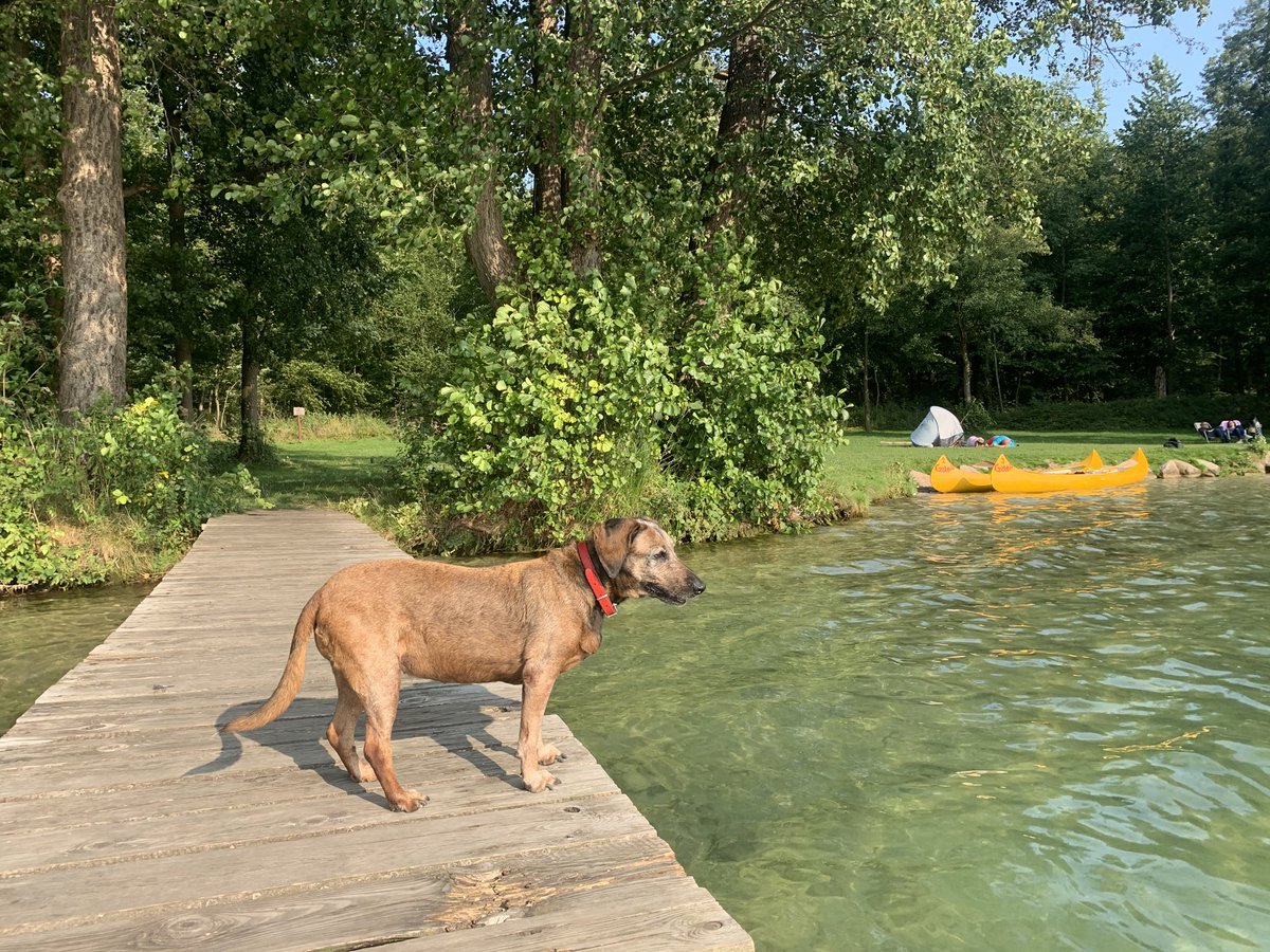 teodor_dziadek's tweet photo. #lubuskie #Poland #lake #dragonfly #Lagow #rest #Reading #book #dog #Summer2020 #traqulity #afterhardwork 22.09.2020 godz.15.15 25C. 🦋🌺 https://t.co/XQacoB4Wup