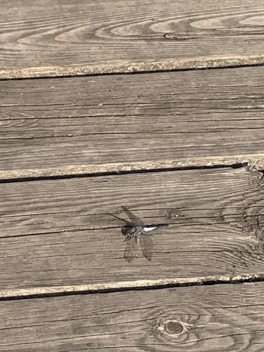 teodor_dziadek's tweet photo. #lubuskie #Poland #lake #dragonfly #Lagow #rest #Reading #book #dog #Summer2020 #traqulity #afterhardwork 22.09.2020 godz.15.15 25C. 🦋🌺 https://t.co/XQacoB4Wup