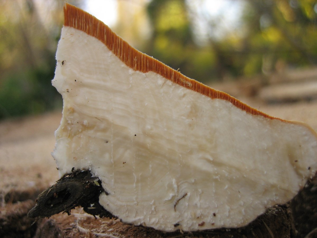 treeruss's tweet photo. More Elm brackets. #Rigidoporus ulmarius magic.
Fruiting on mass inside dead Wych elm stump.
Check out those orange tubes contrasting with white trama. Great ID feature for Ru. Dull brown tubes and grey trama in Perenniporia.
#TreeFungi #BracketFungi #SecretWorlds #TreesRMagic https://t.co/UC43rMAtr9