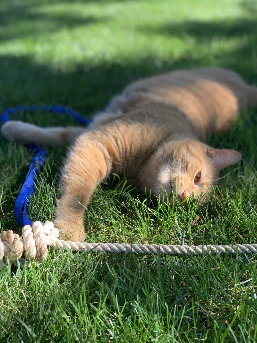 schmorgg's tweet photo. Crazy cat lady achievement unlocked! #lilRon has a cat harness ๐น https://t.co/JXmDssOzhm