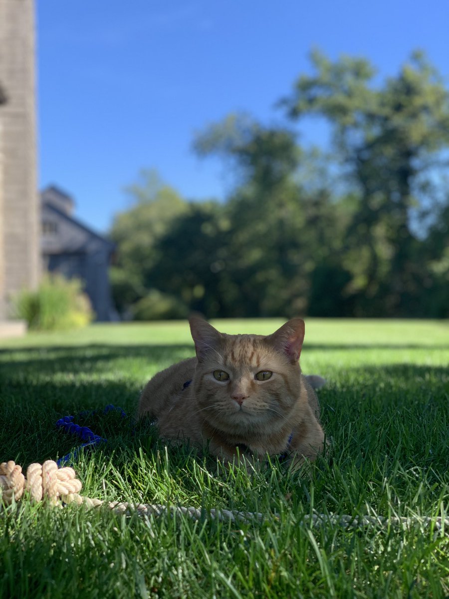 schmorgg's tweet photo. Crazy cat lady achievement unlocked! #lilRon has a cat harness ๐น https://t.co/JXmDssOzhm