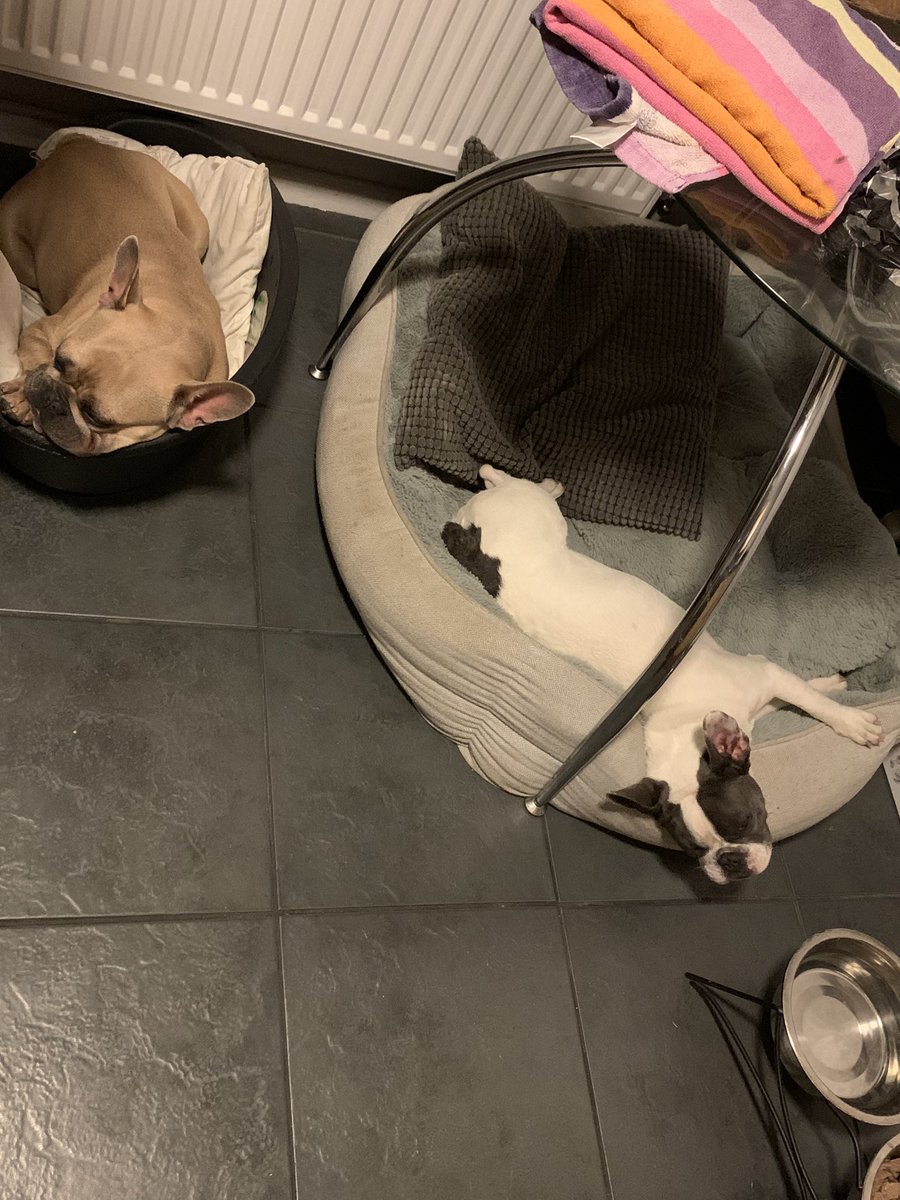 coco_th's tweet image. Looks like I pulled the short straw .. pandas nicked my bed 😳and I’m not in to co sleeping with her yet!? #FrenchieProblems 💭