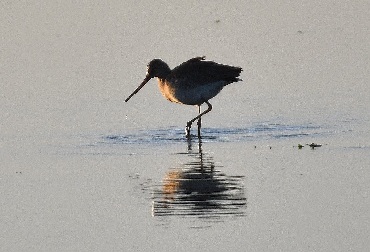 My latest blog from my walk at Titchfield Haven and Farlington Marshes last weekend #titchfieldhavennationalnaturereserve#farlingtonmarshes#hampshirenature#lovenature#smudgersnature
smudgersnature.blogspot.com/2020/09/our-he…