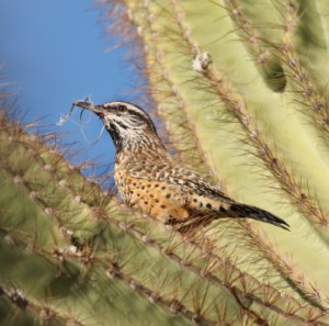 You’ll frequently find our state bird perched on spiky saguaros.  

arizonaoddities.com/2010/12/why-do…