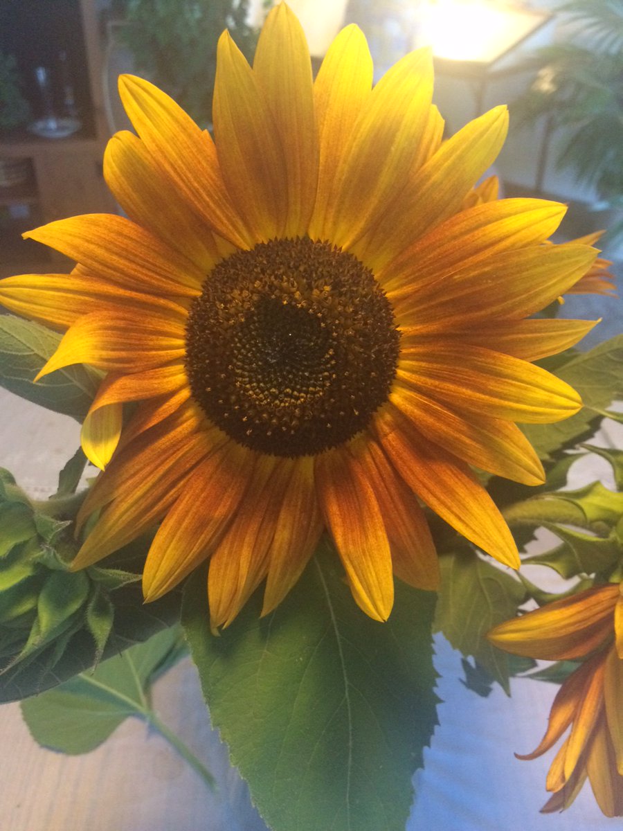 Robert R Cornell tweet media