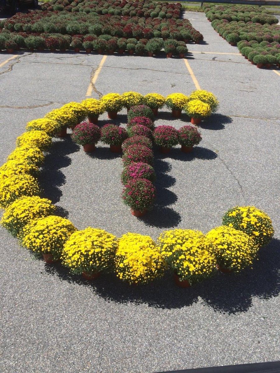 Cheverus_Stags's tweet photo. Today was a huge success! Thank you to all the players &amp; parents who volunteered at our Annual Fall Mums Fundraiser! Over 3,000 mums sorted, sold and delivered. A special shout out to Mrs. Heinzman, Mrs. Hoglund and the boys soccer team who all spent numerous hours volunteering! https://t.co/sKY5xpzzXX