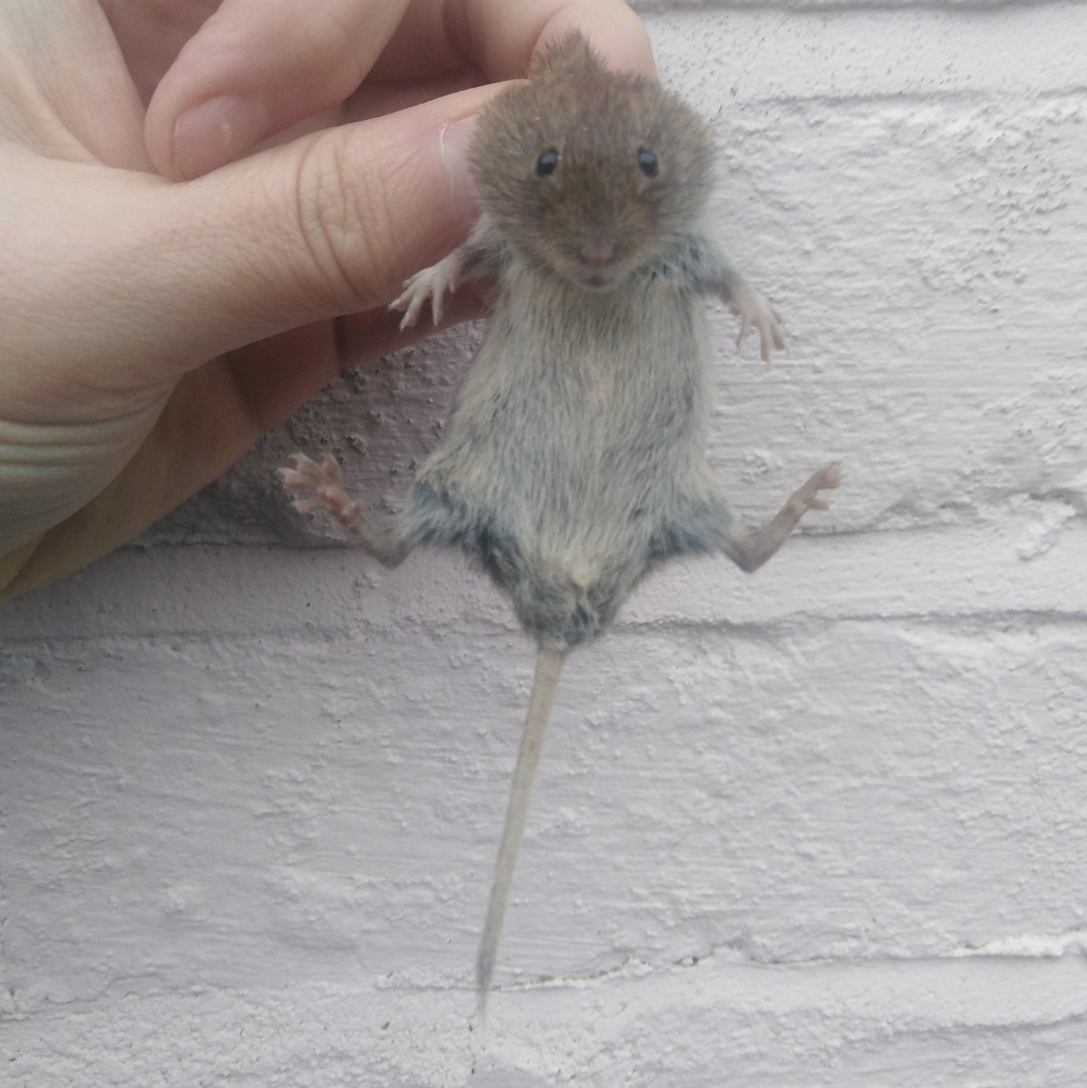 GraemeBWilson's tweet photo. Was getting ready to go out to lead a bat walk when I noticed humane trap had this Bank Vole in it. Quickly popped him into a tub and took him with me to release.
#bankvole #vole #smallmammals #humanetrap #livetrap
@Mammal_Society @labmammalgroup @BBCSpringwatch @nature_scot https://t.co/cLE3sIelX4