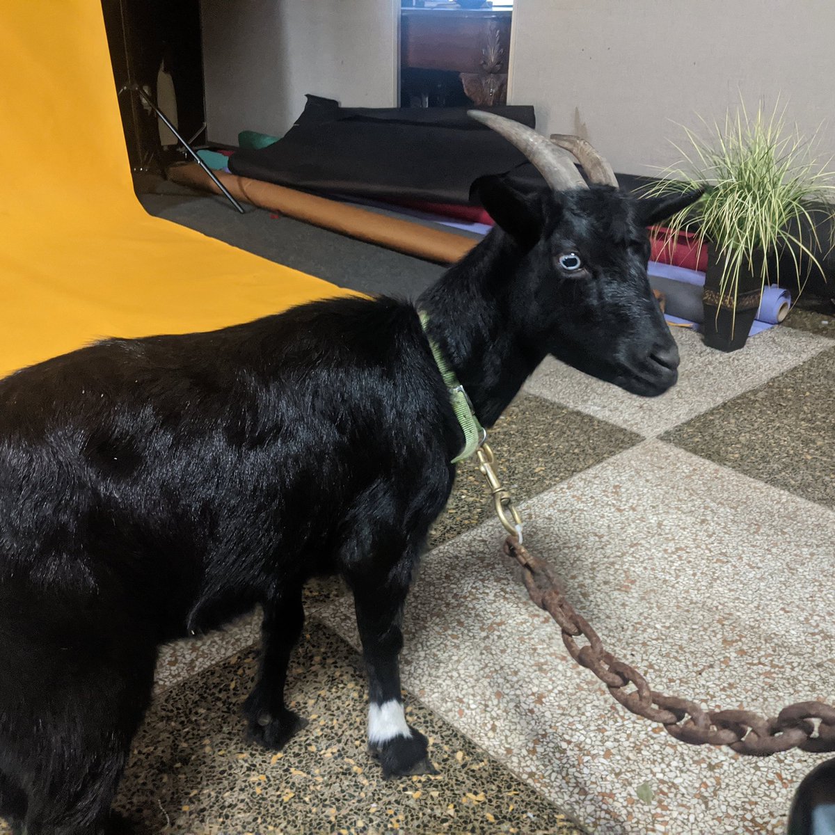 InfamousWS's tweet image. Things just got weird at the studio with @chowderjay photo session.  #livewhatyoulove. #goatinstudio #goat