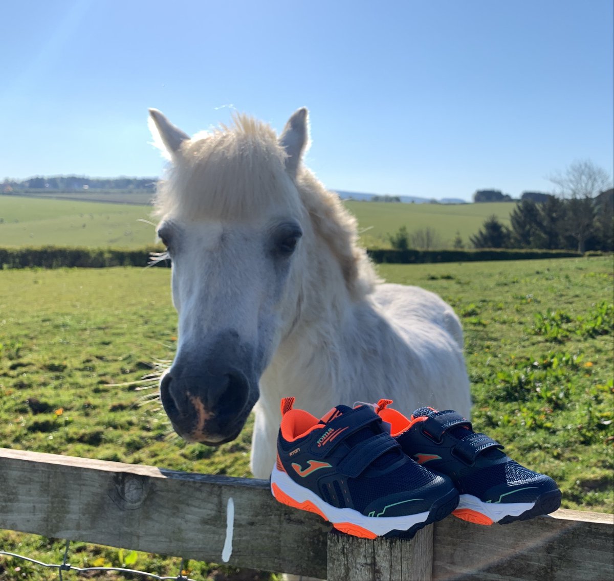susieandsam's tweet photo. No shoe fitting on a Sunday as Ruben thinks we need a day off #shoepony #seeyouallnextweek #closedsundays #lazyday #helensburgh #bearsden #closed https://t.co/aaZywURLTz