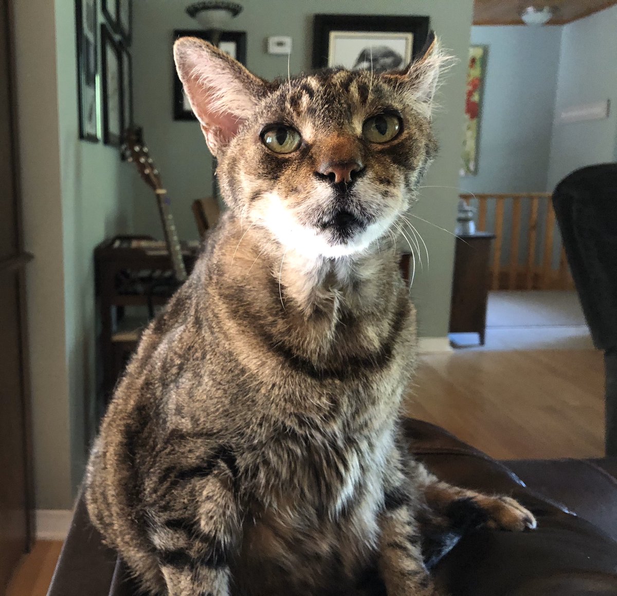 KeitherKeith's tweet photo. 🌸🔹🌸🔷🌸🔹🌸🔷🌸🔹🌸

Pro tip (from the pages of Cosmo):

For kissable lips, try a wee pucker. 

#KeithKnows
#LineUpLadiesItsKeitherTime
#FreeHugs
#Caturday

🌸🔹🌸🔷🌸🔹🌸🔷🌸🔹🌸 https://t.co/fqQi4yVFj1