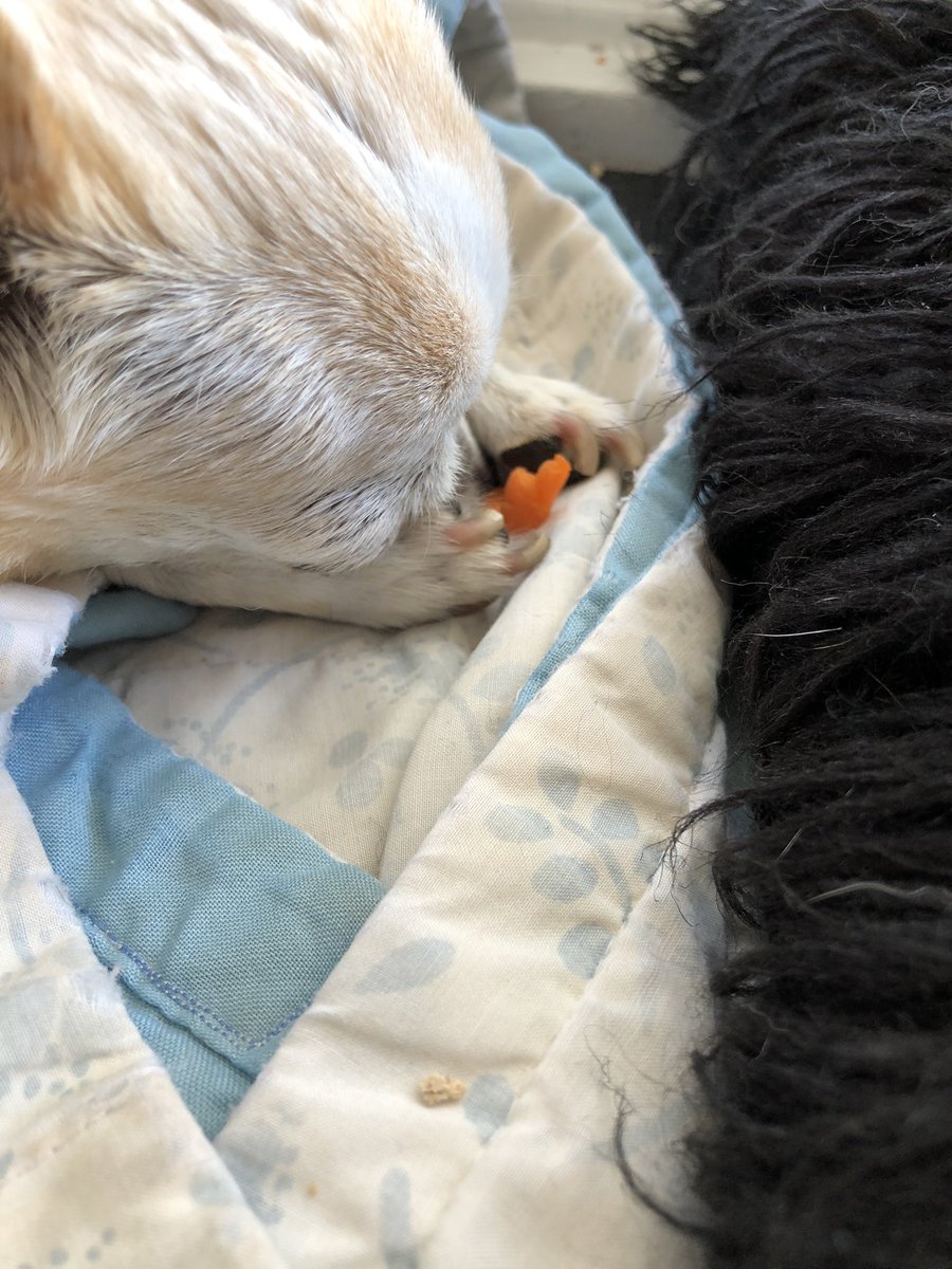 TelulaD's tweet photo. Sometimes you don’t finish your bedtime snack before you fall asleep. Hang onto it for morning snick snacks #tipsfordogs #snicksnacks #ilovecarrots https://t.co/opup4DGo5L