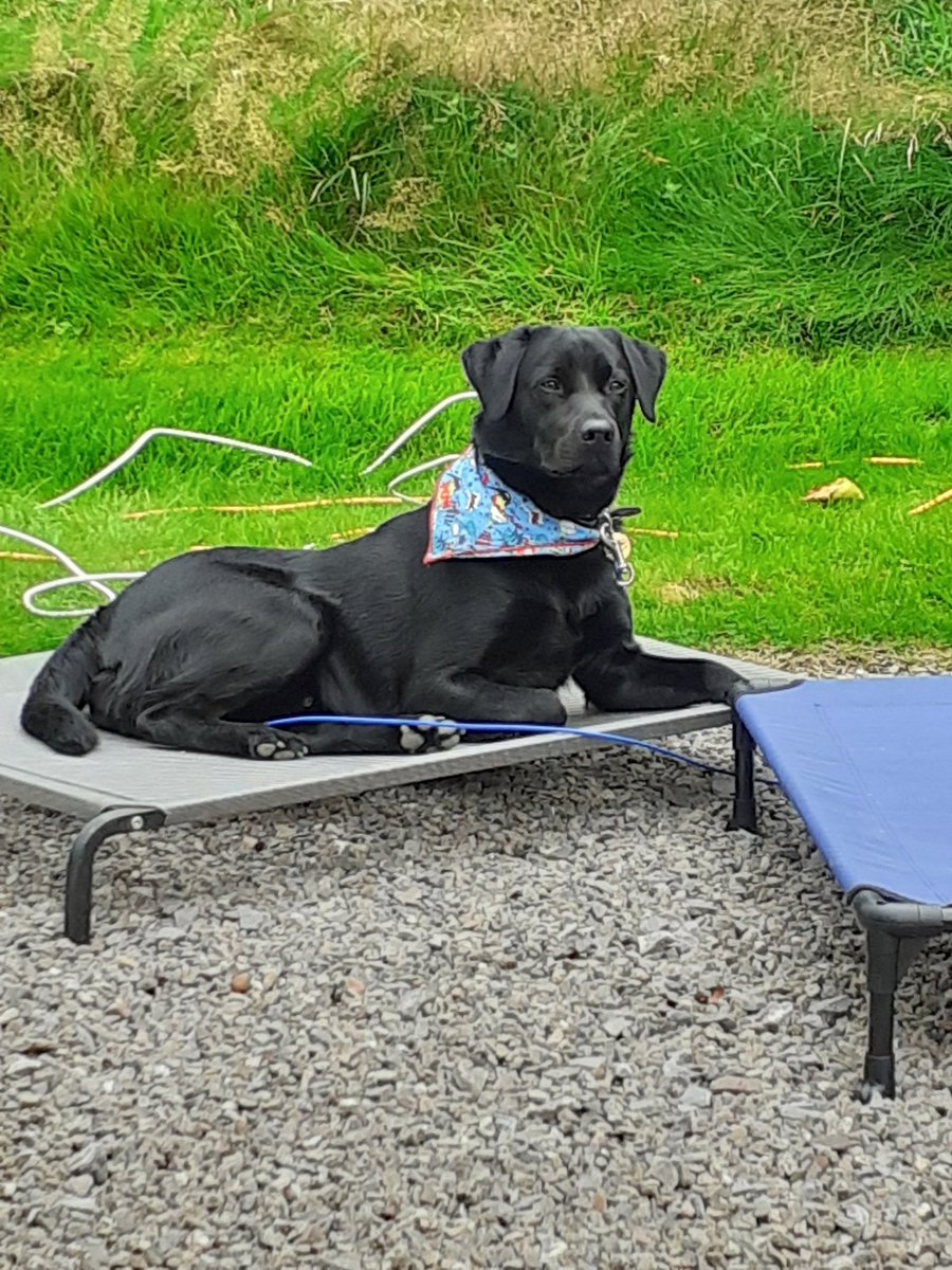 FurbabyPrince's tweet photo. I'm humums #laplab after a hard day me gone #marmites Lounger keeping my beedy eye👁open for morsels. My #mobilekennel for our #holibobs weekend with my furpals #MickeyandRuby #StaySafe furpals🐶👍 https://t.co/cUe0fZ5rEN