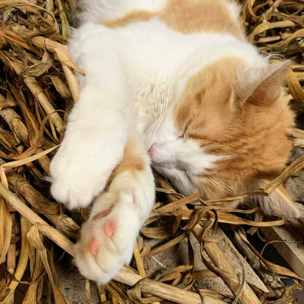 JacobsHFarm's tweet photo. Oh, to be a farm kitty. That’s a snuggly life. 😻
#farmcat
#snugglin
#harvestsnuggles https://t.co/IzuhIokfiu