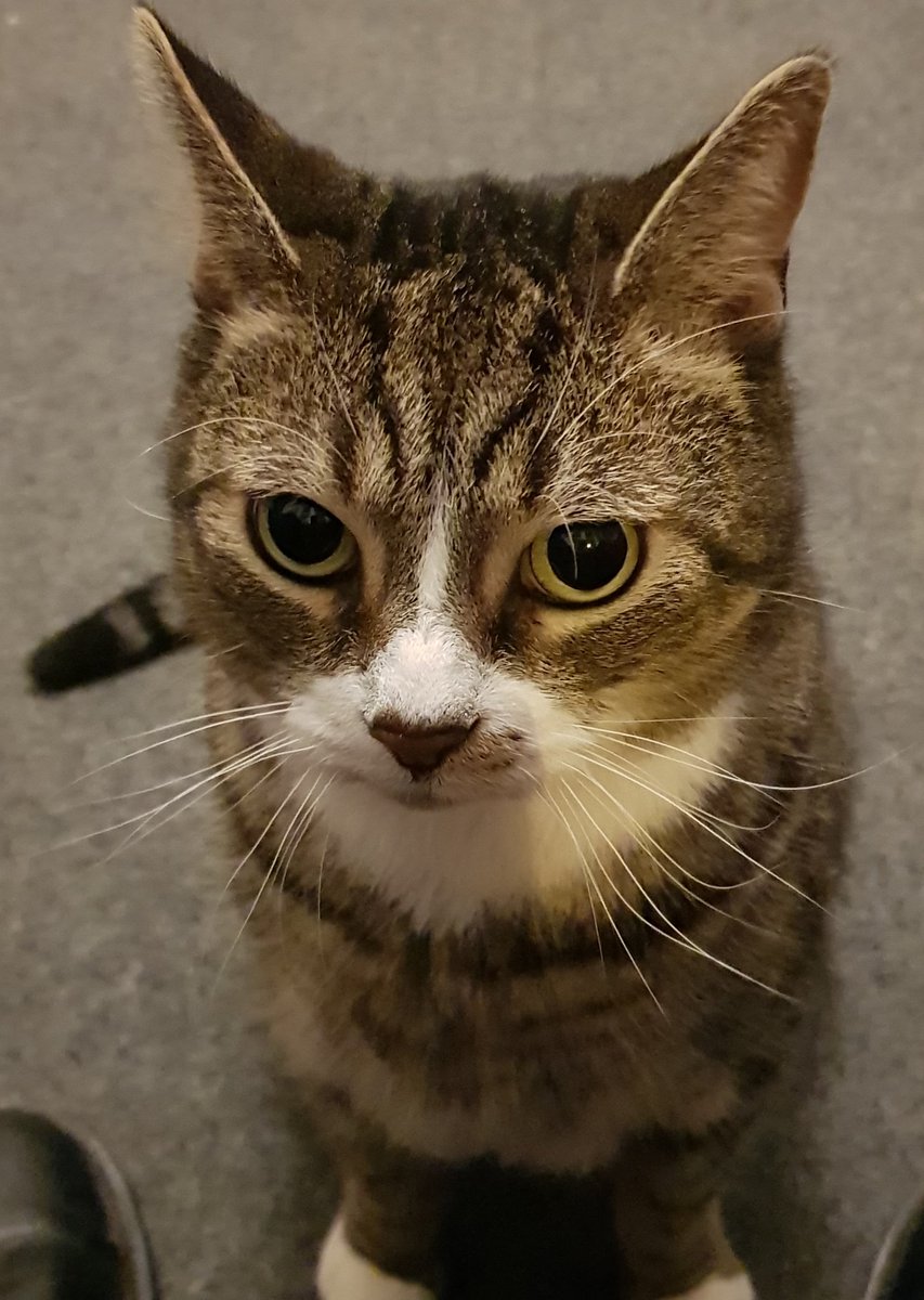 paulychan's tweet photo. When you realise that you've been talking to the cat and it's not remotely interested...until the subject of treats is brought up. #TigerUpdate https://t.co/uauGDA59R5